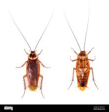 Image result for periplaneta americana