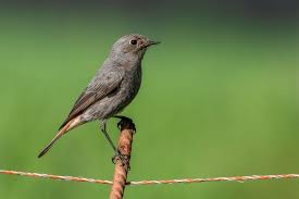 Attēlu rezultāti vaicājumam “Phoenicurus phoenicurus female”