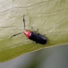 Attēlu rezultāti vaicājumam “Cantharidae”