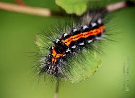 Attēlu rezultāti vaicājumam “Euproctis similis larva”