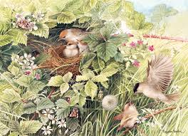 Attēlu rezultāti vaicājumam “Sylvia borin nest”