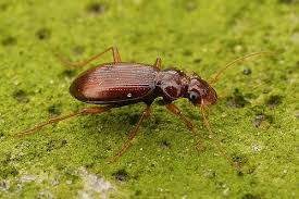 Attēlu rezultāti vaicājumam “Leistus ferrugineus”