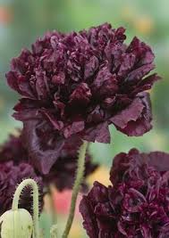 Image result for Papaver somniferum Black