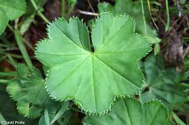 Attēlu rezultāti vaicājumam “Alchemilla vulgaris aggr. bud”