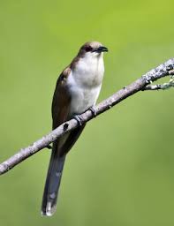 Image result for Coccyzus erythropthalmus