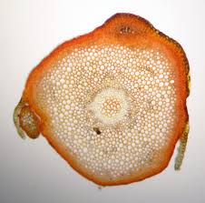 Attēlu rezultāti vaicājumam “Polytrichastrum formosum sporophyte”