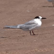 Attēlu rezultāti vaicājumam “Sterna hirundo”