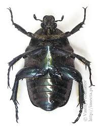 Attēlu rezultāti vaicājumam “Potosia cuprea imago”