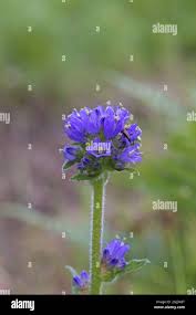 Attēlu rezultāti vaicājumam “Campanula cervicaria bud”