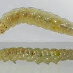 Attēlu rezultāti vaicājumam “Calybites phasianipennella”