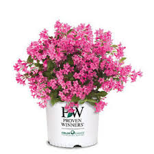 Image result for haaga tehron