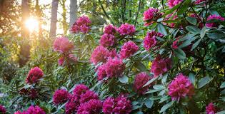 Attēlu rezultāti vaicājumam “rhododendron”