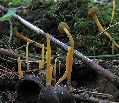 Attēlu rezultāti vaicājumam “Clavulinopsis cinerioides”