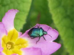 Attēlu rezultāti vaicājumam “Zicrona caerulea nymph”