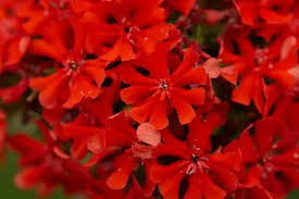 Attēlu rezultāti vaicājumam “Silene chalcedonica leaf”