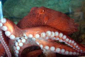 Image result for Enteroctopus dofleini
