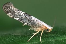 Attēlu rezultāti vaicājumam “Argyresthia spinosella”