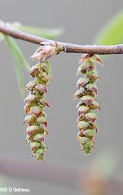 Attēlu rezultāti vaicājumam “Carpinus caroliniana male flower”