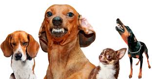 Afbeeldingsresultaat voor honden