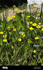 Attēlu rezultāti vaicājumam “Ranunculus lingua flower”