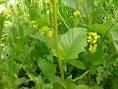 <b>PLANTAS</b> Y PLANETAS : ¿COMO
