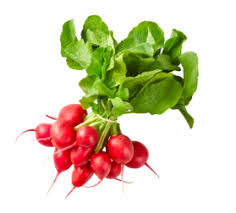 Image result for Radieschen