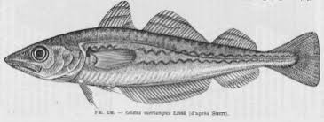 Image result for Merlangius merlangus