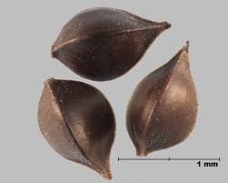 Attēlu rezultāti vaicājumam “Rumex maritimus fruit”