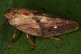 Attēlu rezultāti vaicājumam “Paramesus obtusifrons”