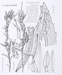 Attēlu rezultāti vaicājumam “Atrichum flavisetum sporophyte”