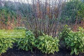 Attēlu rezultāti vaicājumam “Salix myrsinifolia”