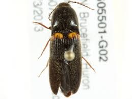 Attēlu rezultāti vaicājumam “Ampedus sp.”