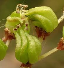 Attēlu rezultāti vaicājumam “Filipendula vulgaris fruit”