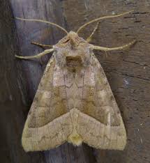 Attēlu rezultāti vaicājumam “Hydraecia micacea”