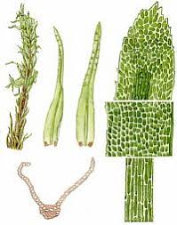 Attēlu rezultāti vaicājumam “Dicranum bergeri”