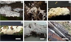 Attēlu rezultāti vaicājumam “Radulomyces confluens”