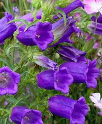 Image result for Campanula medium