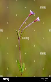 Attēlu rezultāti vaicājumam “Epilobium palustre flower”