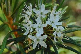 Attēlu rezultāti vaicājumam “Ledum palustre leaf”
