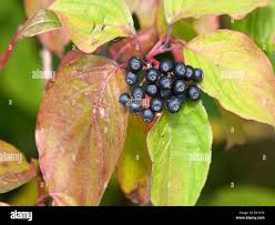 Attēlu rezultāti vaicājumam “Cornus sanguinea fruit”