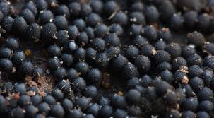 Attēlu rezultāti vaicājumam “Ruzenia spermoides”