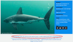 Image result for Lamna ditropis