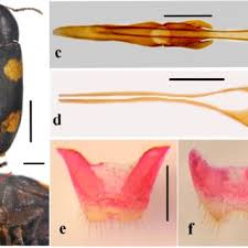 Attēlu rezultāti vaicājumam “Tetratoma ancora”