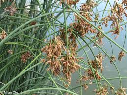 Attēlu rezultāti vaicājumam “Schoenoplectus lacustris subsp. glaucus bud”