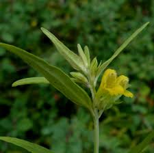 Attēlu rezultāti vaicājumam “Melampyrum sylvaticum flower”