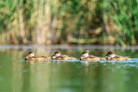 Attēlu rezultāti vaicājumam “Anseriformes”