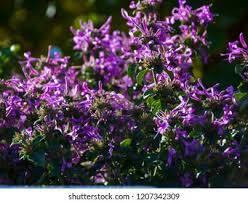 Attēlu rezultāti vaicājumam “Salvia verticillata leaf”