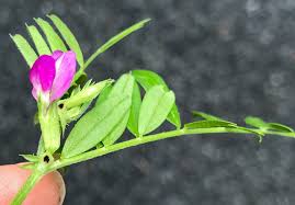 Attēlu rezultāti vaicājumam “Vicia angustifolia flower”