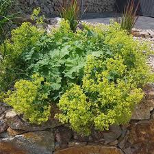 Image result for Alchemilla mollis