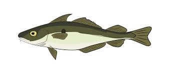 Image result for Melanogrammus aeglefinus